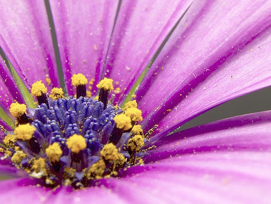 koenigsberger-insektenschutz-pollen